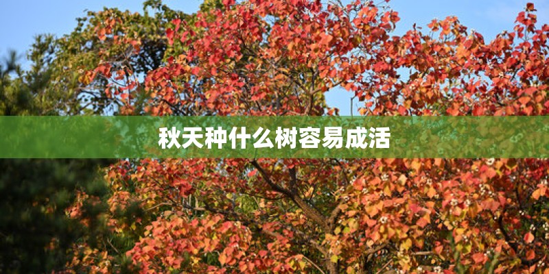 秋天种什么树容易成活