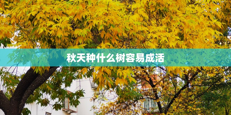 秋天种什么树容易成活