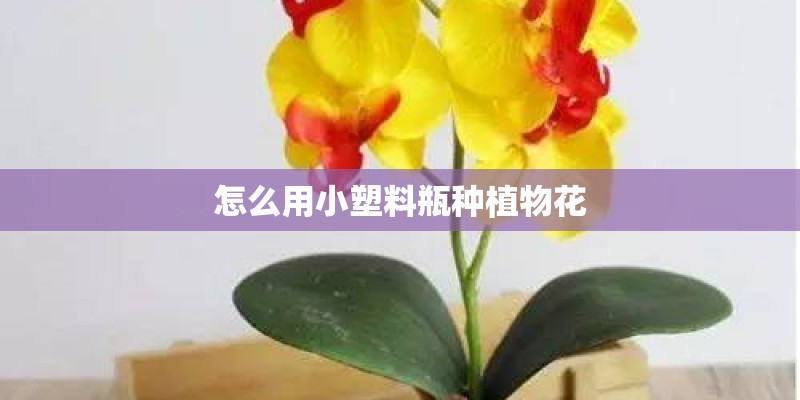 怎么用小塑料瓶种植物花