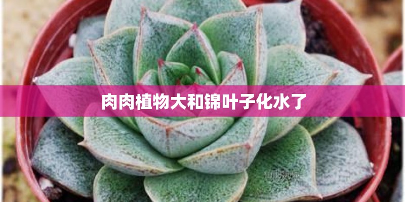肉肉植物大和锦叶子化水了