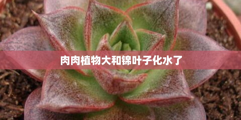 肉肉植物大和锦叶子化水了