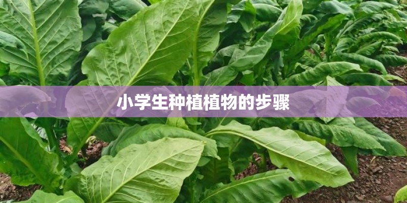 小学生种植植物的步骤