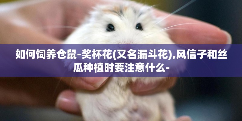 如何饲养仓鼠-奖杯花(又名漏斗花),风信子和丝瓜种植时要注意什么-