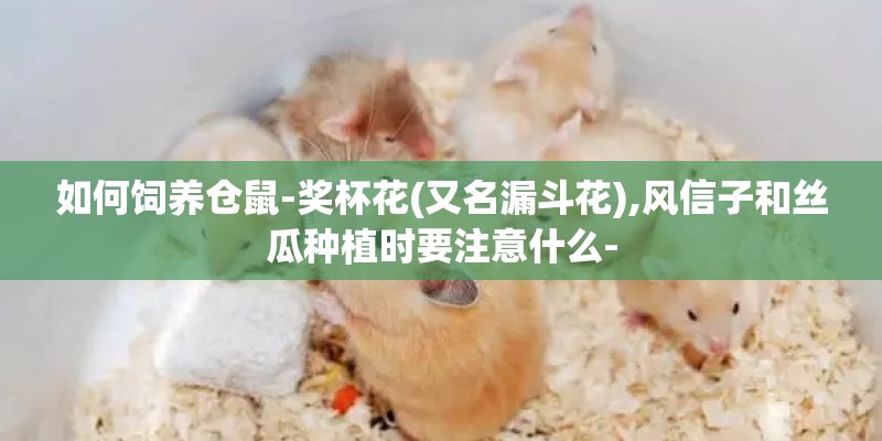如何饲养仓鼠-奖杯花(又名漏斗花),风信子和丝瓜种植时要注意什么-