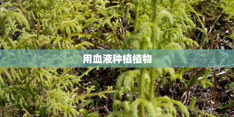 用血液种植植物