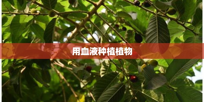 用血液种植植物