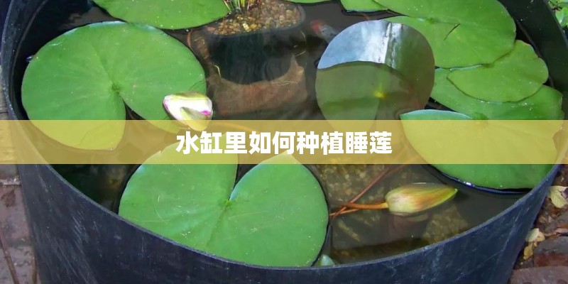 水缸里如何种植睡莲