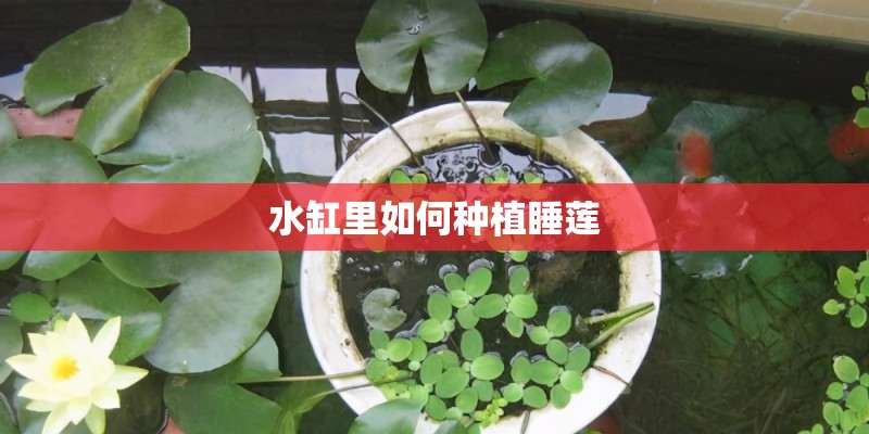水缸里如何种植睡莲
