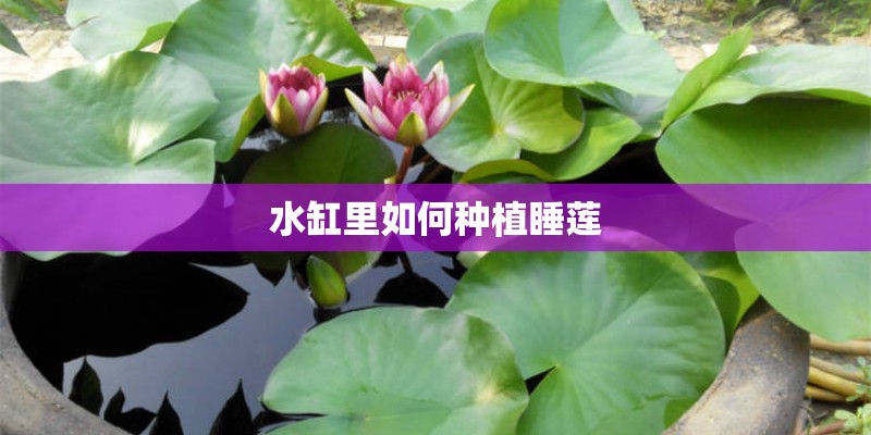 水缸里如何种植睡莲
