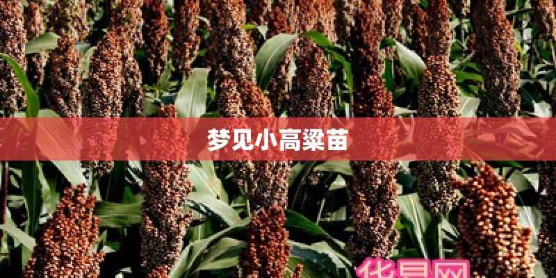 梦见小高粱苗