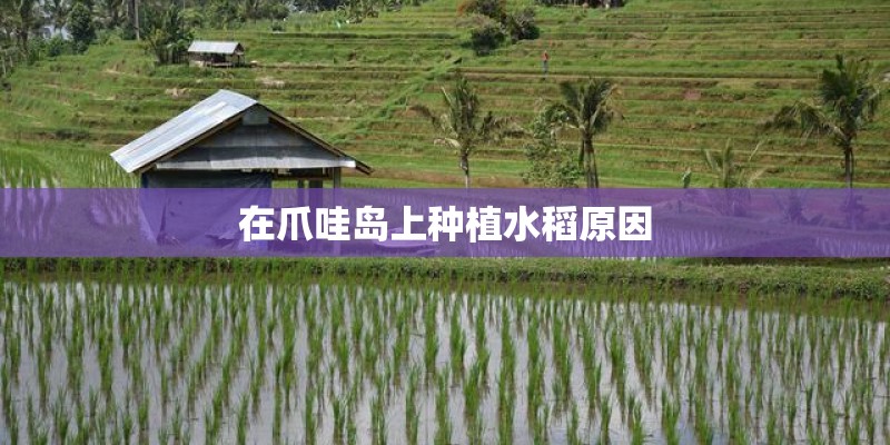在爪哇岛上种植水稻原因