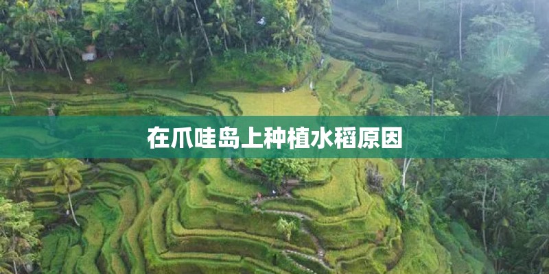 在爪哇岛上种植水稻原因