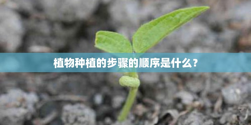 植物种植的步骤的顺序是什么？