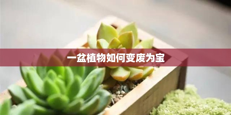 一盆植物如何变废为宝