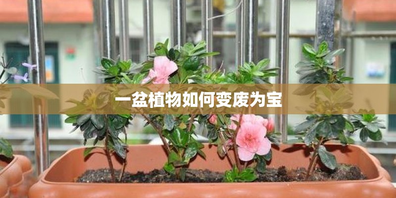 一盆植物如何变废为宝