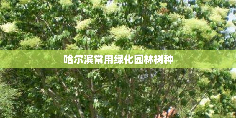 哈尔滨常用绿化园林树种