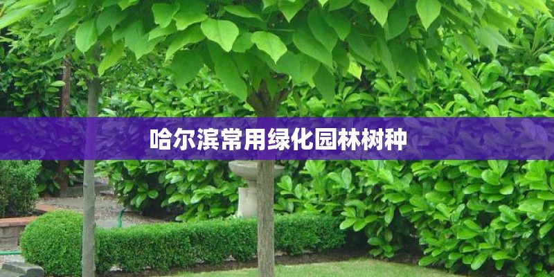 哈尔滨常用绿化园林树种