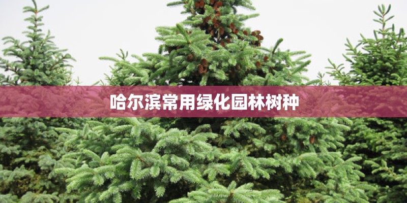 哈尔滨常用绿化园林树种