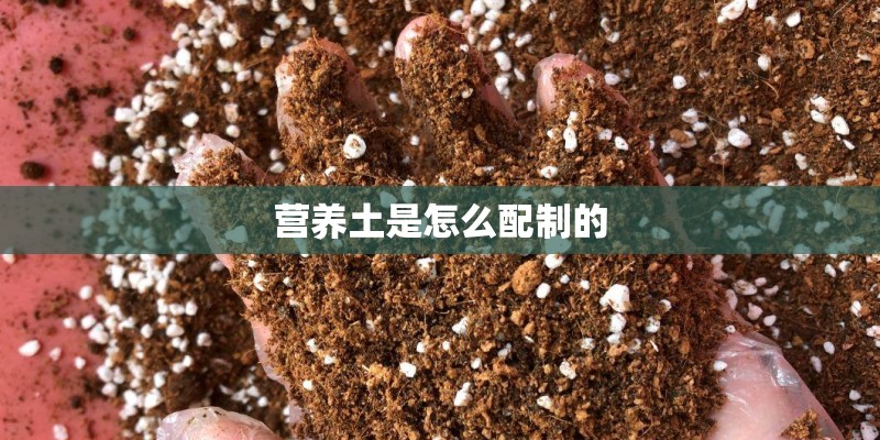 营养土是怎么配制的