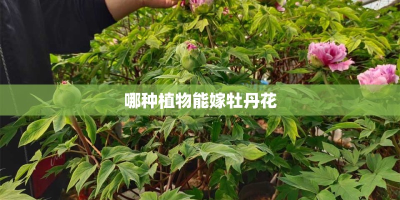 哪种植物能嫁牡丹花