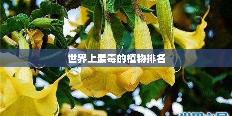 世界上最毒的植物排名