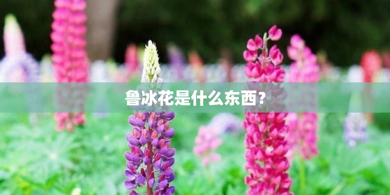 鲁冰花是什么东西？