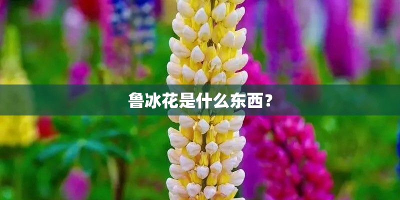 鲁冰花是什么东西？