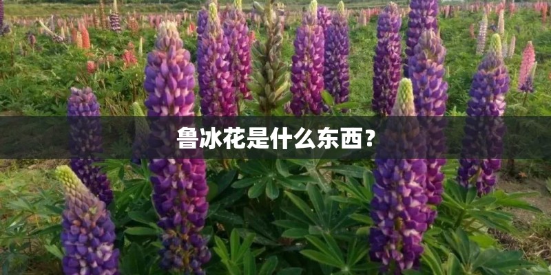 鲁冰花是什么东西？