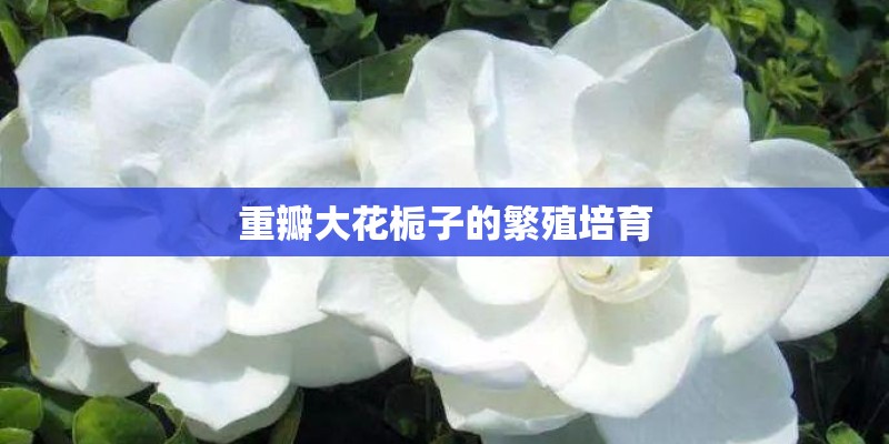 重瓣大花栀子的繁殖培育