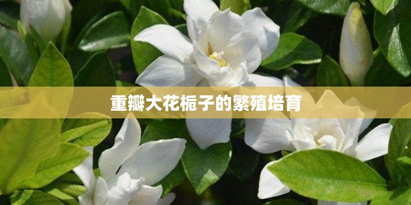 重瓣大花栀子的繁殖培育