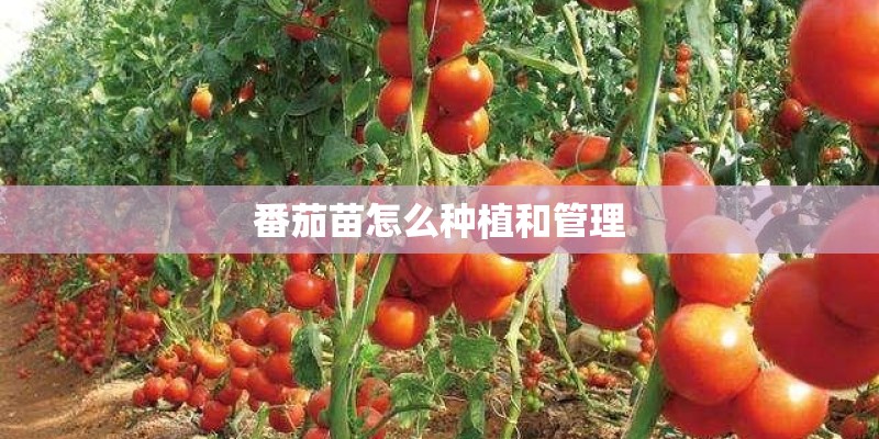 番茄苗怎么种植和管理