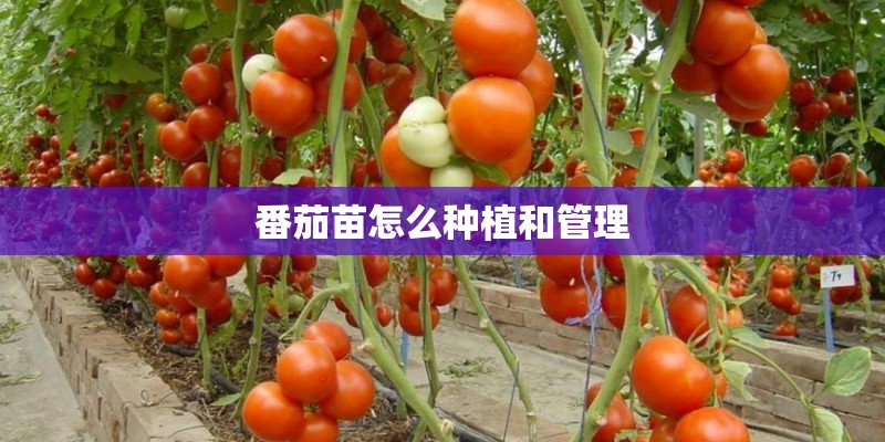 番茄苗怎么种植和管理