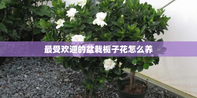 最受欢迎的盆栽栀子花怎么养
