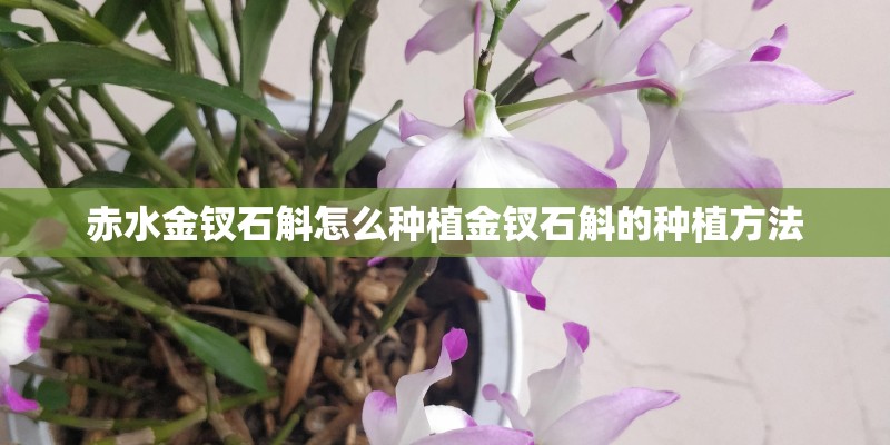 赤水金钗石斛怎么种植金钗石斛的种植方法