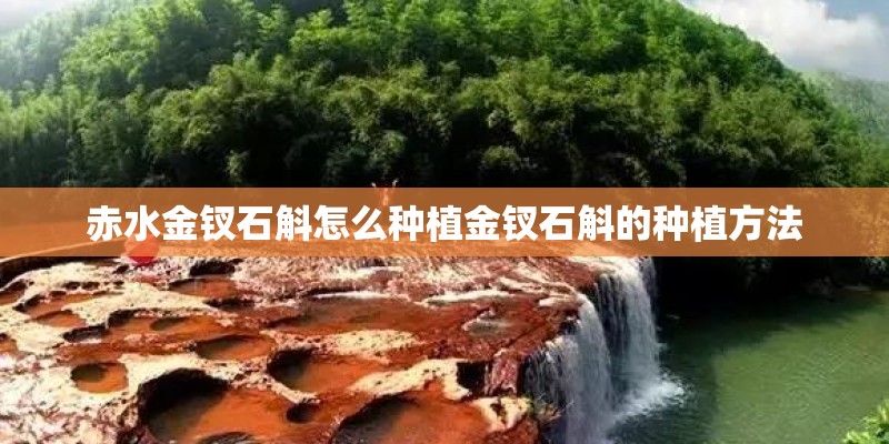 赤水金钗石斛怎么种植金钗石斛的种植方法