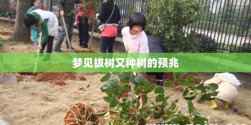 梦见拔树又种树的预兆