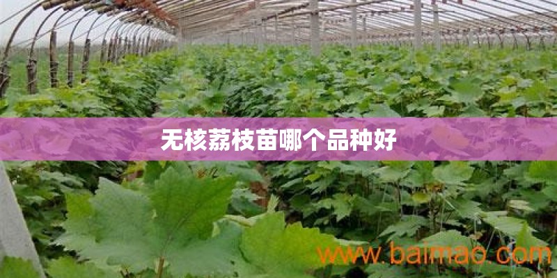 无核荔枝苗哪个品种好
