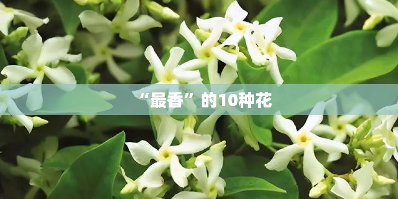 “最香”的10种花