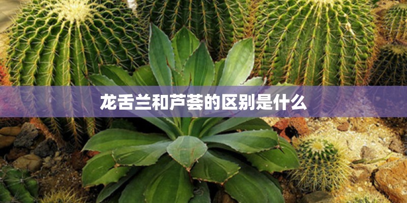 龙舌兰和芦荟的区别是什么