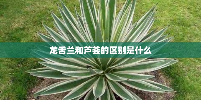 龙舌兰和芦荟的区别是什么