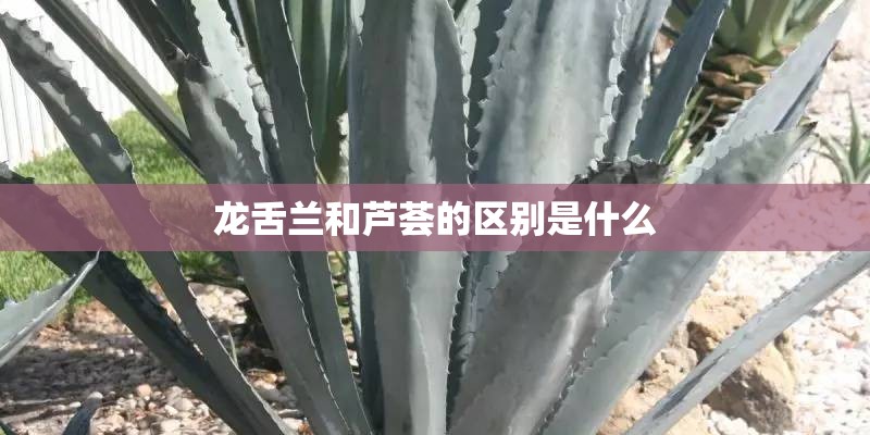 龙舌兰和芦荟的区别是什么
