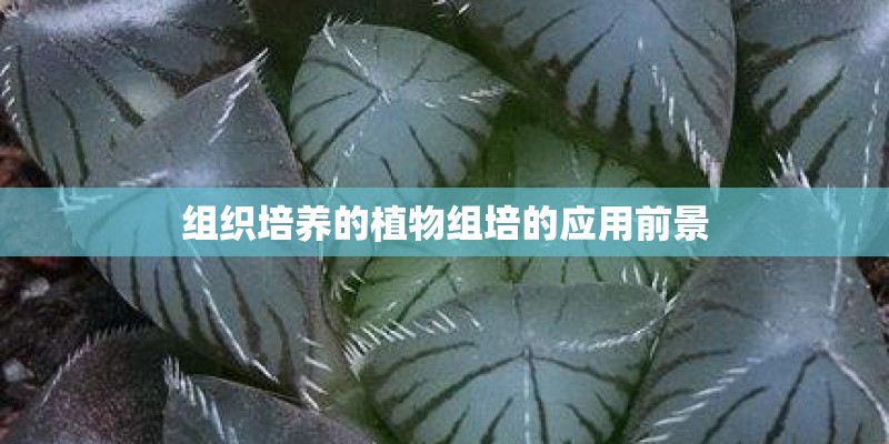 组织培养的植物组培的应用前景