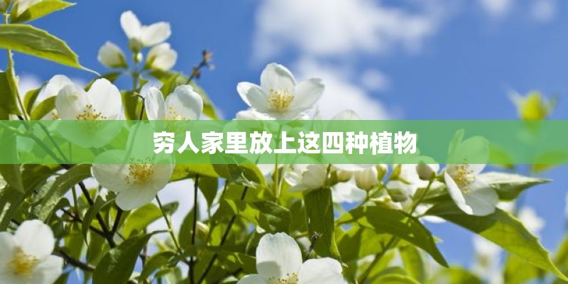 穷人家里放上这四种植物