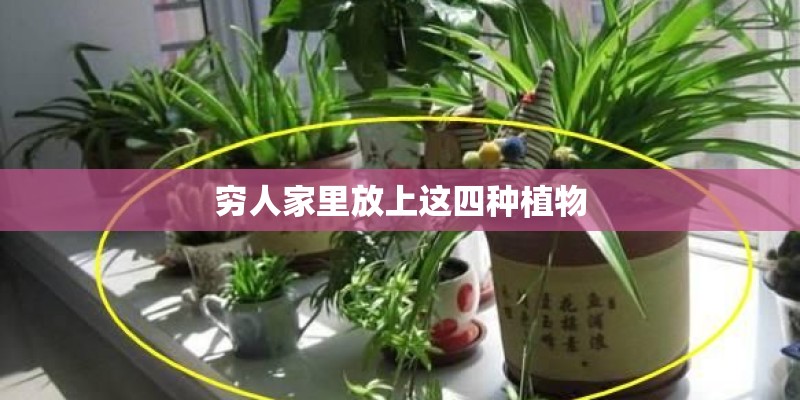 穷人家里放上这四种植物