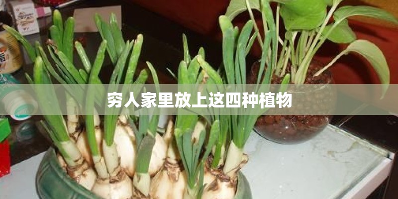 穷人家里放上这四种植物