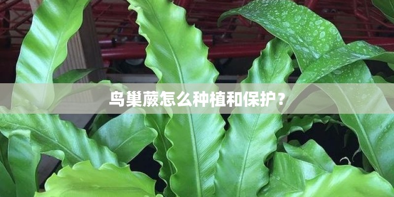 鸟巢蕨怎么种植和保护？