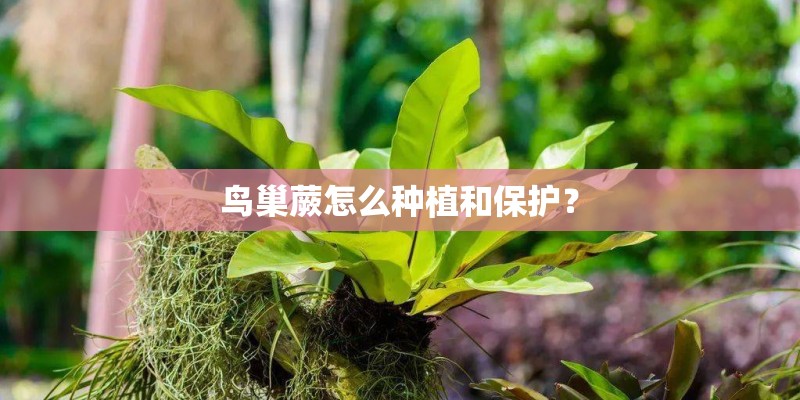 鸟巢蕨怎么种植和保护？