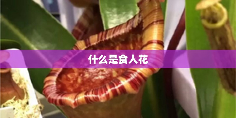 什么是食人花