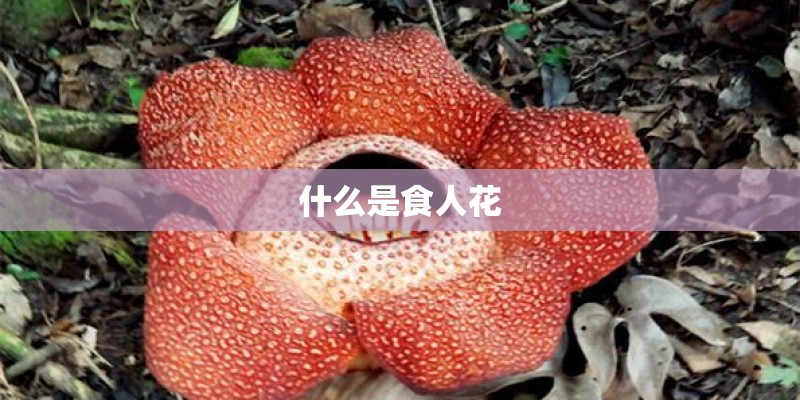 什么是食人花