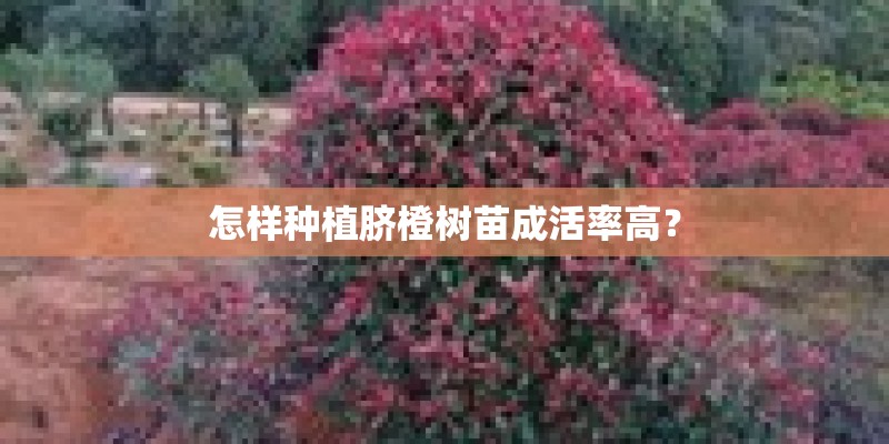 怎样种植脐橙树苗成活率高？